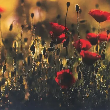 Kis Haz Az Erdo Mellett - Little House Next To The Forest * بالاتوناكاراتيا