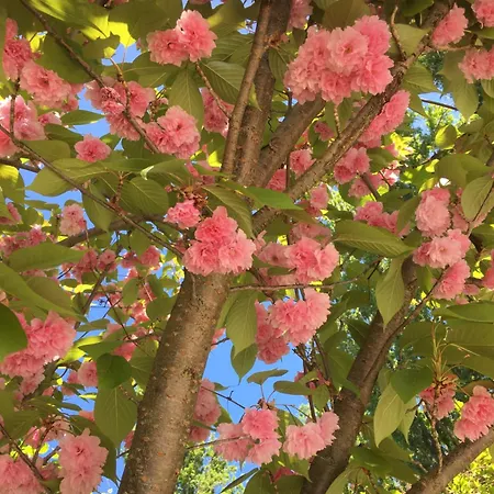 شقة Kis Haz Az Erdo Mellett - Little House Next To The Forest بالاتوناكاراتيا