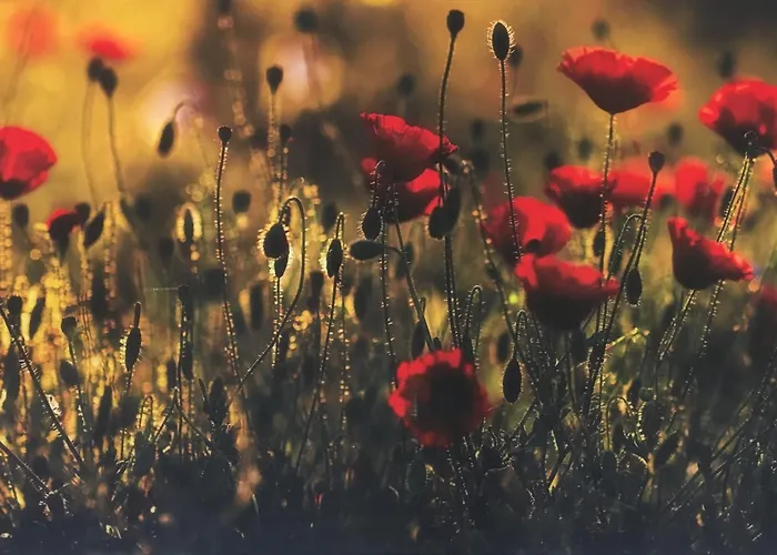 Kis Haz Az Erdo Mellett - Little House Next To The Forest * Balatonakarattya