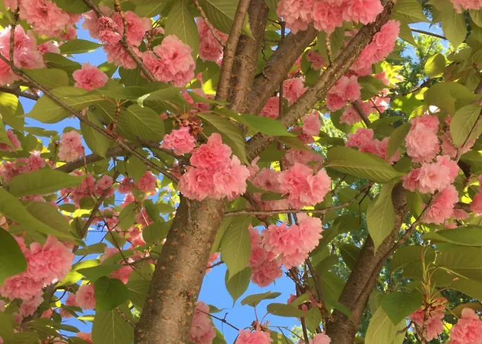 Apartament Kis Haz Az Erdo Mellett - Little House Next To The Forest Balatonakarattya